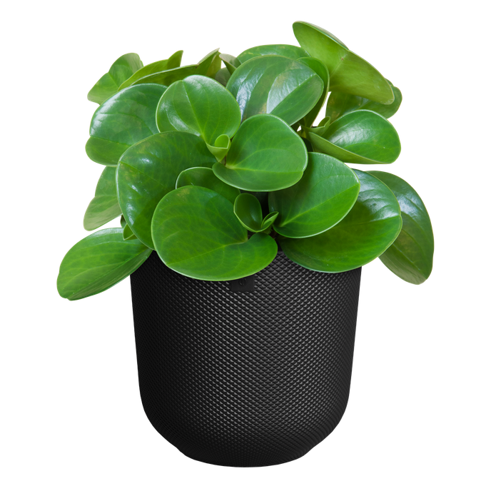 jazz round 14cm living black